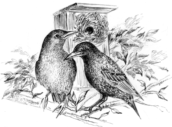 Белый пудель (сборник) - i_018.jpg