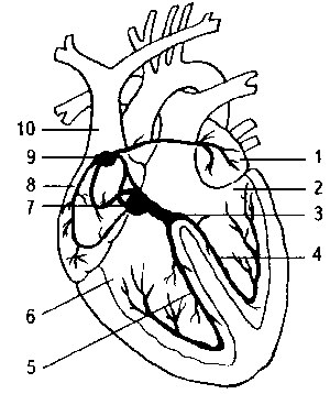 Домашний доктор. Карманный справочник - i_001.png