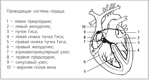 Болезни от А до Я. Традиционное и нетрадиционное лечение - i_012.jpg