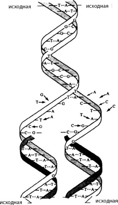 Атлас: анатомия и физиология человека. Полное практическое пособие - _17.jpg