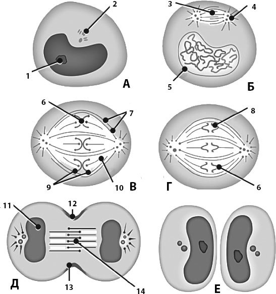 Атлас: анатомия и физиология человека. Полное практическое пособие - _18.jpg