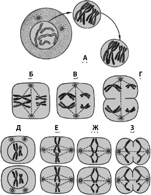 Атлас: анатомия и физиология человека. Полное практическое пособие - _19.jpg