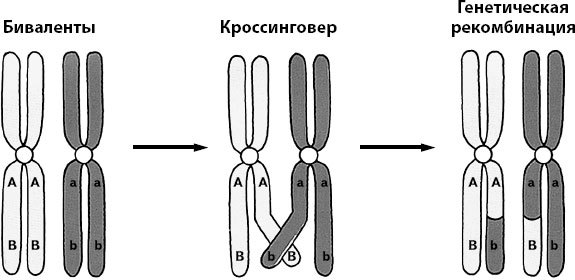 Атлас: анатомия и физиология человека. Полное практическое пособие - _20.jpg