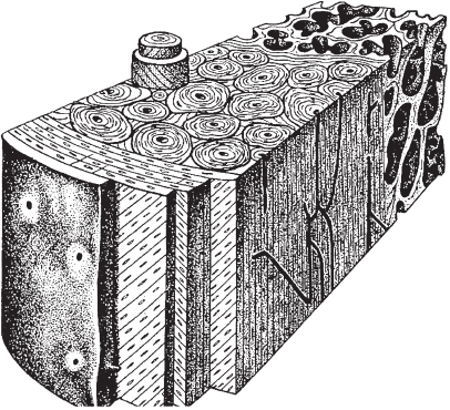 Секреты людей, у которых не болят суставы и кости - _08.png