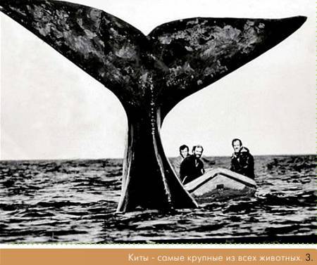 Окно в природу - _45.jpg_0