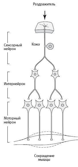 В поисках памяти: Возникновение новой науки о человеческой психике - i_018.jpg