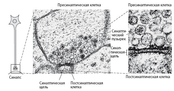 В поисках памяти: Возникновение новой науки о человеческой психике - i_028.jpg