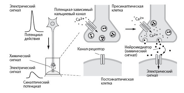 В поисках памяти: Возникновение новой науки о человеческой психике - i_029.jpg