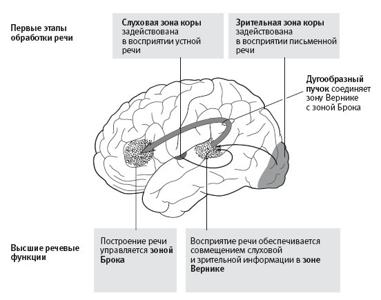 В поисках памяти: Возникновение новой науки о человеческой психике - i_037.jpg