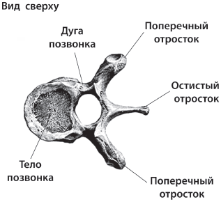 3 лучшие системы от боли в спине - i_003.png