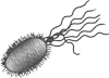 Микрокосм: E. coli и новая наука о жизни - i_002.png