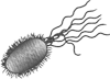 Микрокосм: E. coli и новая наука о жизни - i_003.png