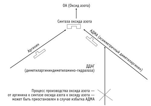 Супер сердце. Революционное исследование о связи сердечно-сосудистой системы и питания - i_002.jpg