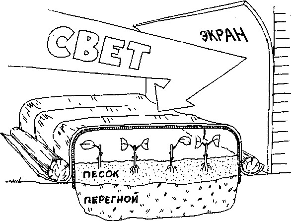 Умный сад в подробностях - _4.jpg