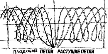 Умный сад в подробностях - _81.jpg