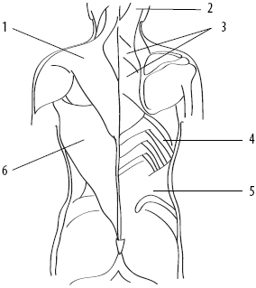 Скульптурная гимнастика для мышц, суставов и внутренних органов - _10.png