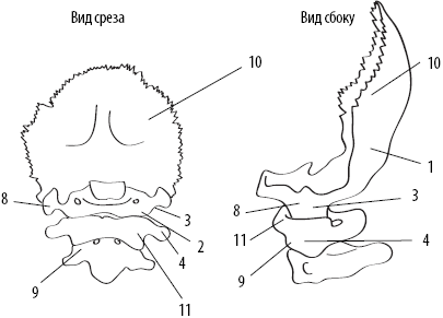 Скульптурная гимнастика для мышц, суставов и внутренних органов - _13.png