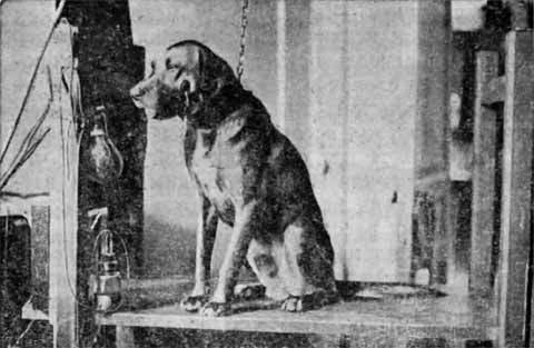 Павлов - p_009.jpg