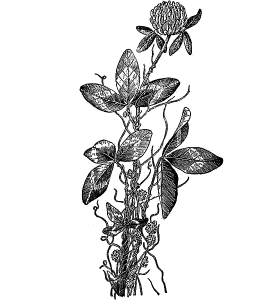 Рассказы о цветах - i_071.png