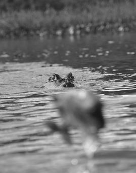 Любов і піраньї - pic_11.jpg