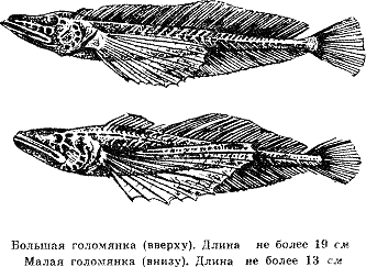 Рассказ о жизни рыб - i_038.png