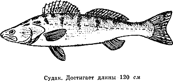 Рассказ о жизни рыб - i_071.png