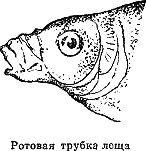 Рассказ о жизни рыб - i_072.png