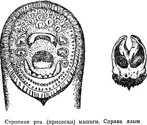 Рассказ о жизни рыб - i_073.png