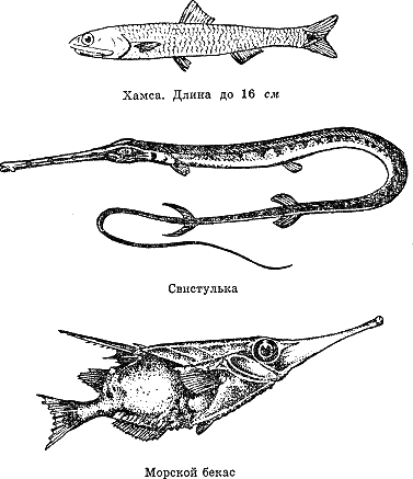 Рассказ о жизни рыб - i_074.png