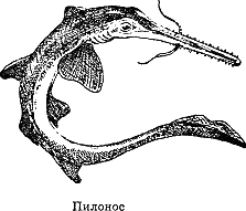 Рассказ о жизни рыб - i_075.png