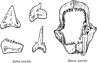 Рассказ о жизни рыб - i_077.png