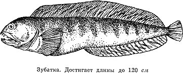 Рассказ о жизни рыб - i_078.png