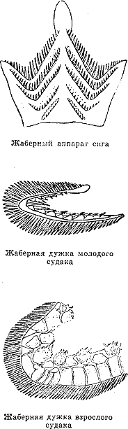 Рассказ о жизни рыб - i_081.png