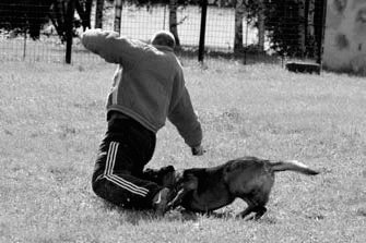Атакующие собаки. Мифы и реальность современной дрессировки - i_022.jpg