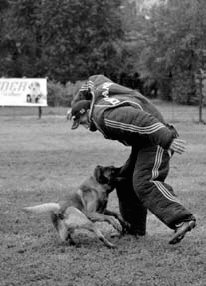 Атакующие собаки. Мифы и реальность современной дрессировки - i_031.jpg