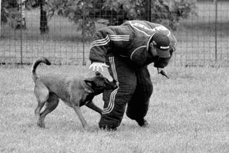 Атакующие собаки. Мифы и реальность современной дрессировки - i_036.jpg