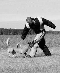 Атакующие собаки. Мифы и реальность современной дрессировки - i_092.jpg