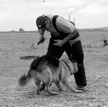 Атакующие собаки. Мифы и реальность современной дрессировки - i_098.jpg