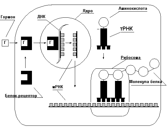 Думай! Или 'Супертренинг' без заблуждений - any2fbimgloader11.png