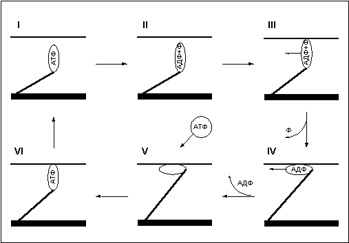 Думай! Или 'Супертренинг' без заблуждений - any2fbimgloader12.png