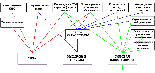 Думай! Или 'Супертренинг' без заблуждений - any2fbimgloader15.png