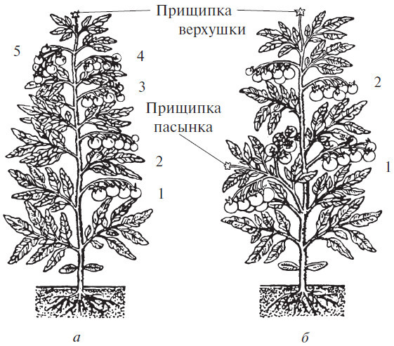 Моим огородникам - i_004.jpg