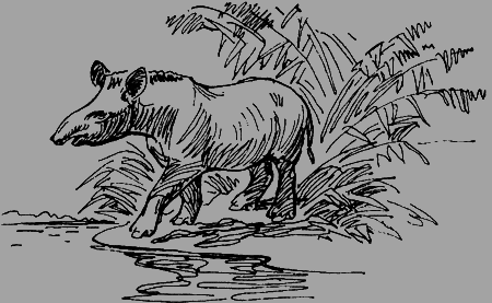 Как я ловил диких зверей - img35.png