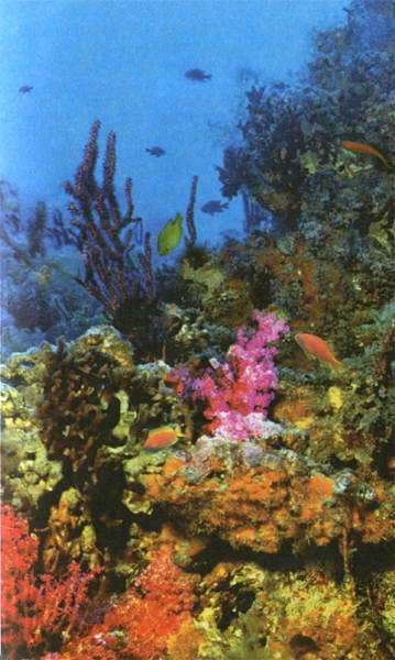 Загадки и тайны морей и океанов - i_004.jpg