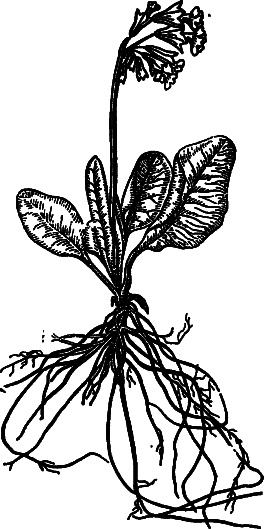 Пищевые растения Сибири - i_039.png