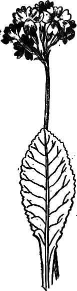 Пищевые растения Сибири - i_040.png