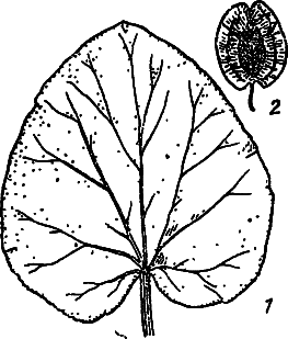 Пищевые растения Сибири - i_041.png