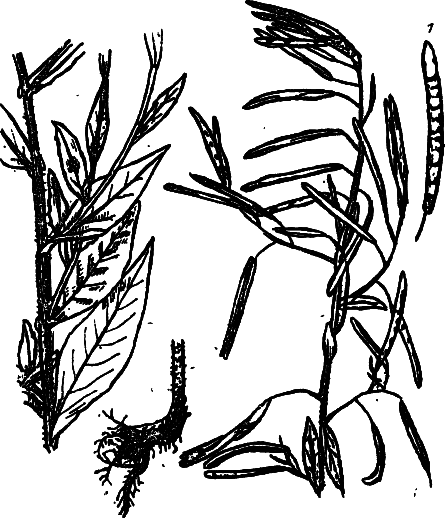 Пищевые растения Сибири - i_042.png