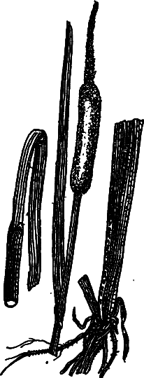 Пищевые растения Сибири - i_043.png