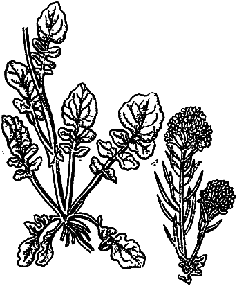 Пищевые растения Сибири - i_051.png